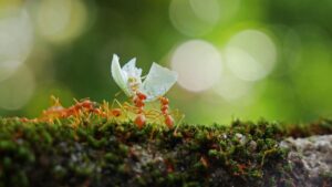 Ants in Quran,Quran and ants,ant communication in quran,surah an-naml,