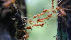 Ants in Quran,Quran and ants,ant communication in quran,surah an-naml,