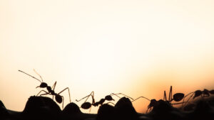 Ants in Quran,Quran and ants,ant communication in quran,surah an-naml,