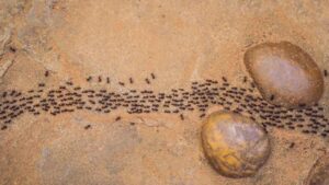 Ants in Quran,Quran and ants,ant communication in quran,surah an-naml,