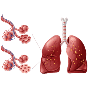 Respiratory system 