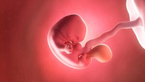 Embryology in the Quran, Quran and embryology, Embryonic stages in Quran, Human development in Islam, Stages of fetus in Quran,