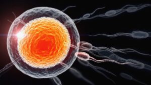 Embryology in the Quran, Quran and embryology, Embryonic stages in Quran, Human development in Islam, Stages of fetus in Quran