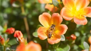 animals in the Qur'an and science